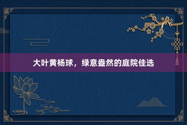 大叶黄杨球，绿意盎然的庭院佳选