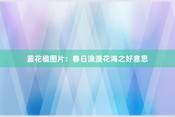 蓝花楹图片：春日浪漫花海之好意思